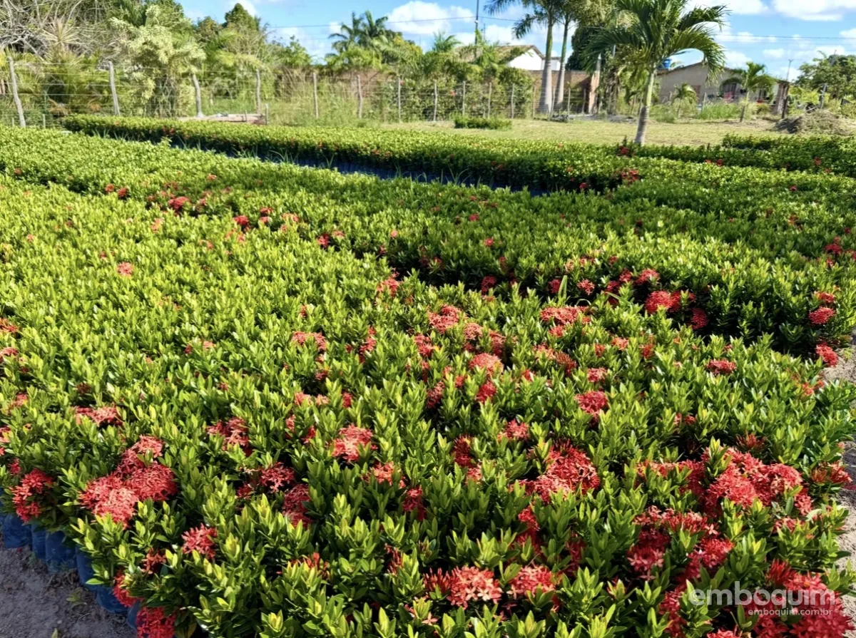 ATeG do Senar Sergipe impulsiona a produção de plantas ornamentais em Boquim